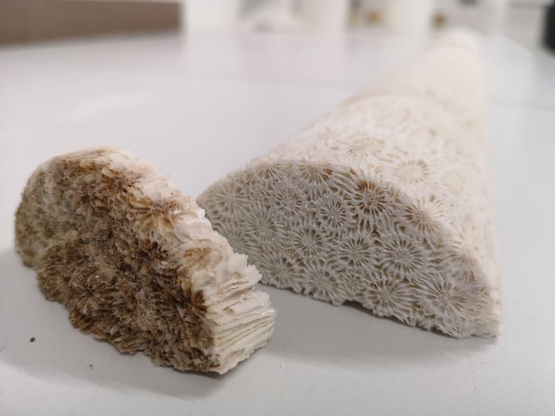 Insights into the past of the coral reef: The brown-coloured tissue is visible at the tip of the core sample of the coral species Diploastrea heliopora. The individual polyps of the coral stand out in the white limestone layers below.
