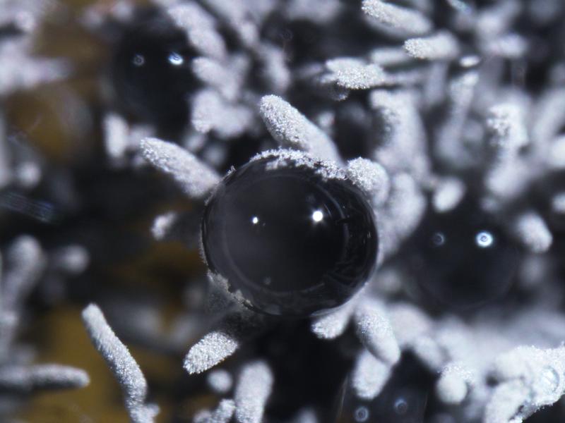 Mikroskopische Aufnahme eines unbekannten Pilzes aus einer Luftprobe in Deutschland.