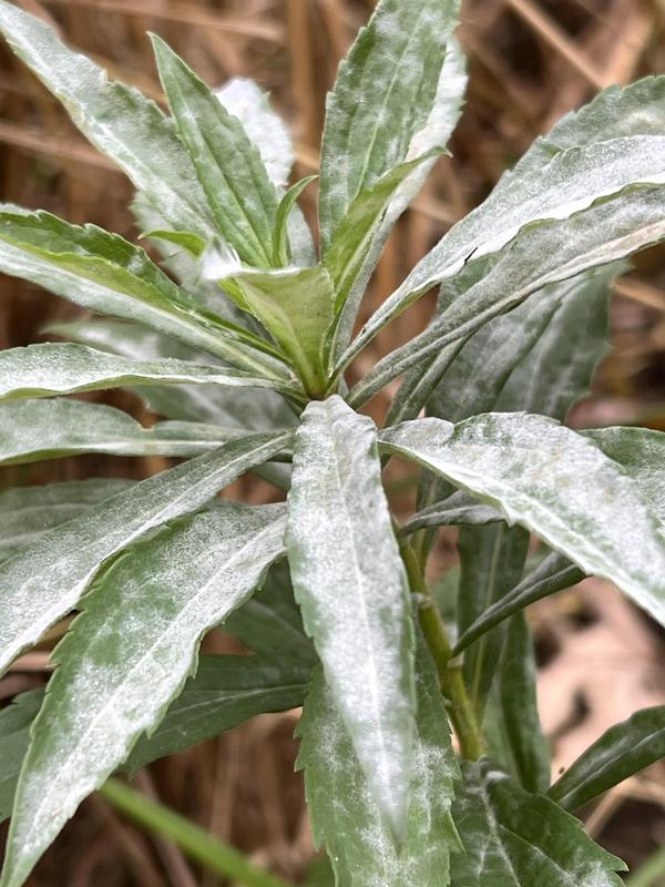 Die in Europa nichtheimische Kanadische Goldrut, befallen von dem hier weitverbreiteten und heimischen phytoparasitischen Kleinpilz Podosphaera erigerontis-canadensis, der zu den Echten Mehltauen gehört und ein breites Wirtsspektrum hat.