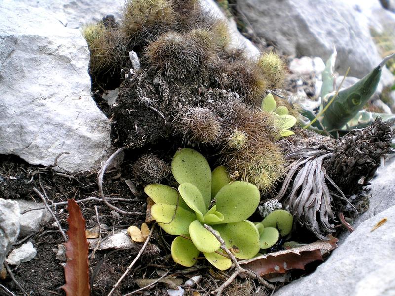 Pinguicula agnata often grows with succulents such as cacti and agaves in Mexico.