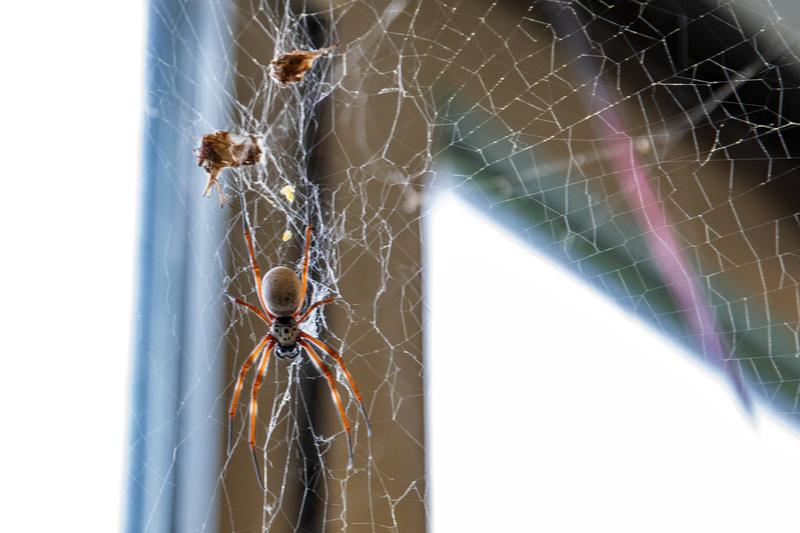 A fully grown female orb-weaver spider. 