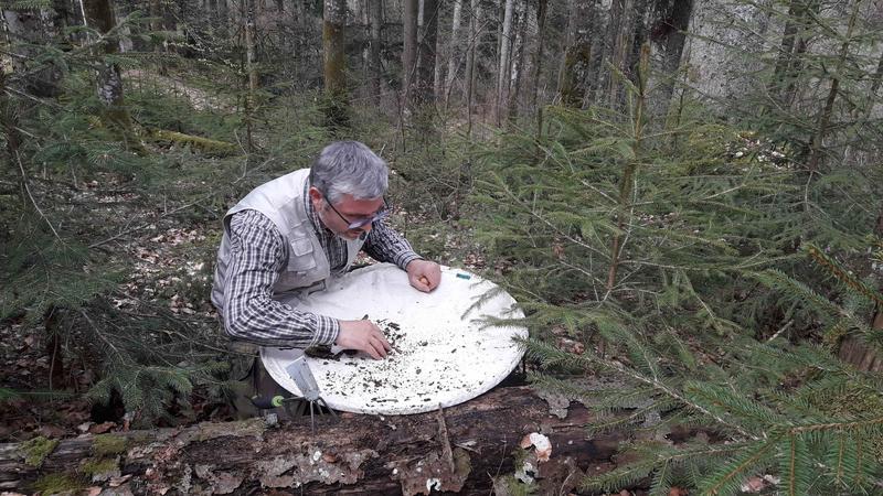 Co-Autor Dr. Jörn Buse vom Nationalpark Schwarzwald sucht nach überwinternden Laufkäfern im Totholz.