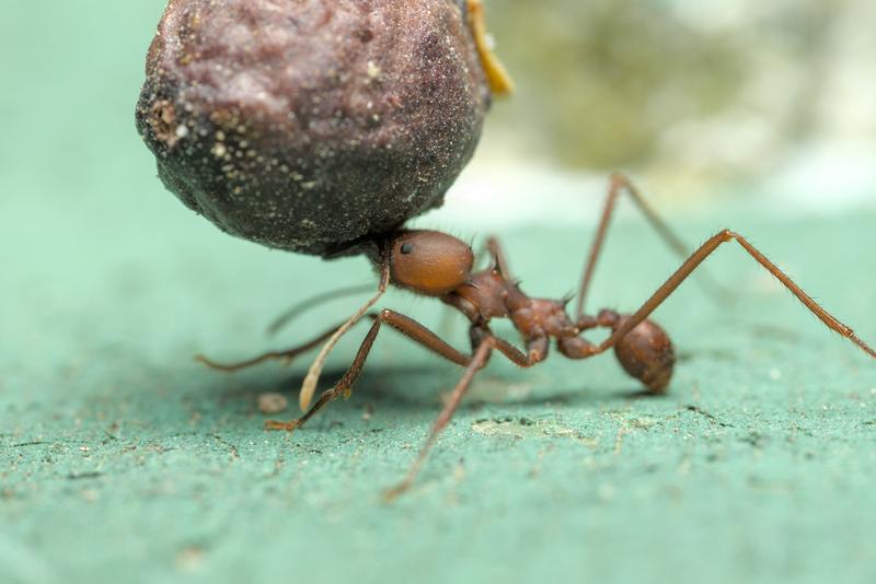 Die Blattschneiderameise (Atta sexdens) ist eine in Nord- und Südamerika weit verbreitete Art. 