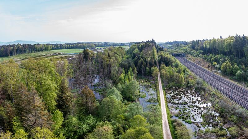 Stehendes Wasser, Lücken im Wald und tote Bäume: hier finden Fledermäuse gute Jagdbedingungen.