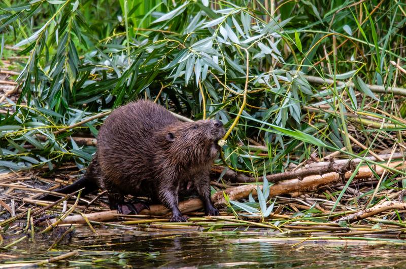 Beavers are landscape architects. 