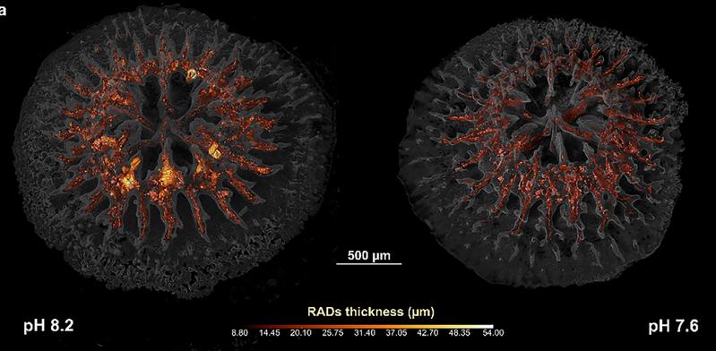 The tomographic reconstruction shows the 3D architecture of RADs (red/yellow) and TDs (semi-transparent gray) in coral primary polyps grown under normal (pH 8.2, left picture) and conditions of severe ocean acidification (pH 7.6, right picture)