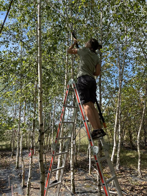 Sampling of top-canopy leaves in a MyDiv birch monoculture for analysis of leaf traits