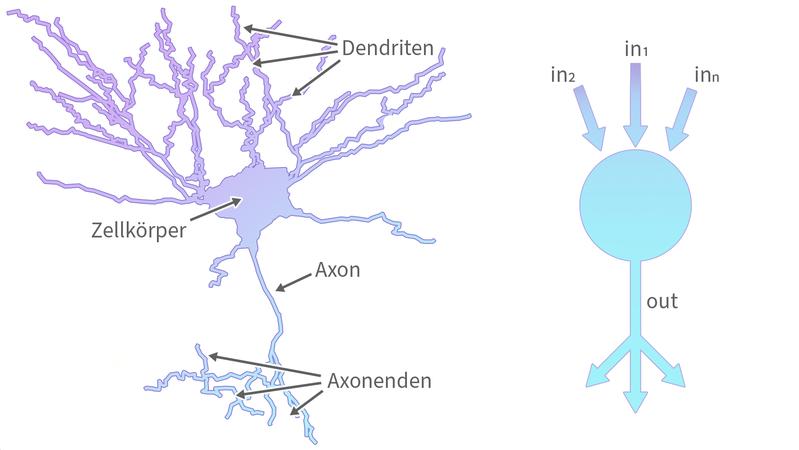 KI-Modelle, auf denen bisherige Gehirnsimulationen oftmals beruhen, vereinfachen die Prozesse im Gehirn stark (rechts), so dass sie oft keine Rückschlüsse mehr auf die Funktionalität der Zellen im Gehirn zulassen. 