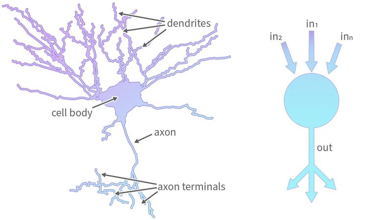 AI models, which have often served as a basis for brain simulations in the past, drastically simplify these processes (right), so that they frequently no longer allow reliable conclusions concerning the functionality of the cells in the brain.