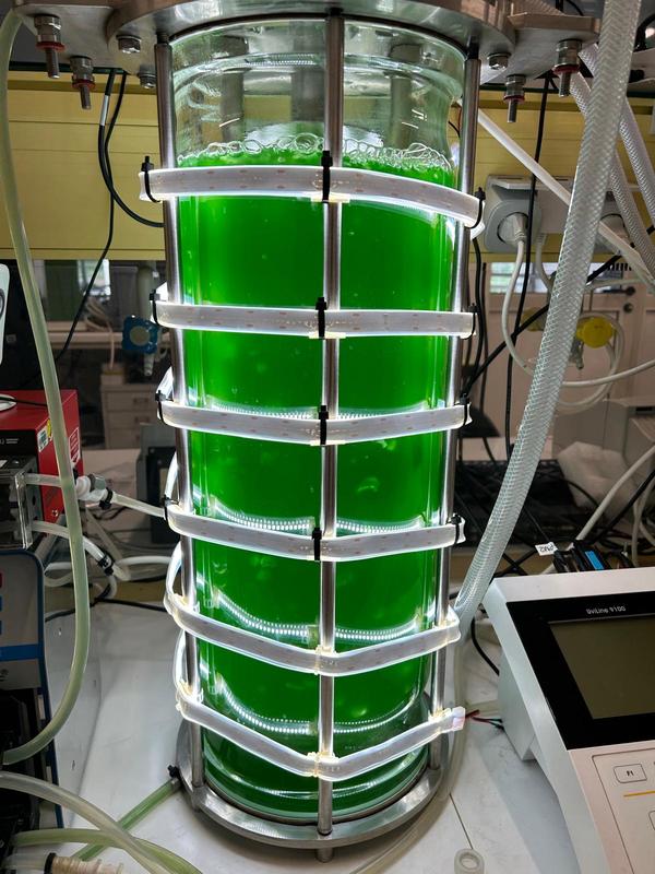 Mixotrophe Kultivierung eines schnellwachsenden Cyanobakteriums im 20 L Maßstab