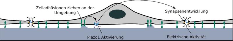 Neuronen interagieren über Zelladhäsionen aktiv mit ihrer Umgebung, unter anderem durch Zugkräfte.