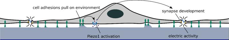 Neurons interact with their environment through cell adhesions, in part by exerting pulling forces. 