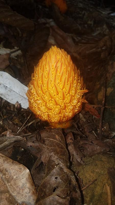 Die seltene, parasitische Pflanze aus der Familie der Mystropetalaceae Hachettea austrocaledonica in Neukaledonien hat ihr Plastidengenom vollständig verloren.