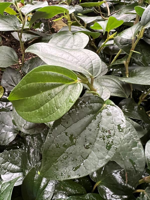 Wild black pepper only grows in south-western India.