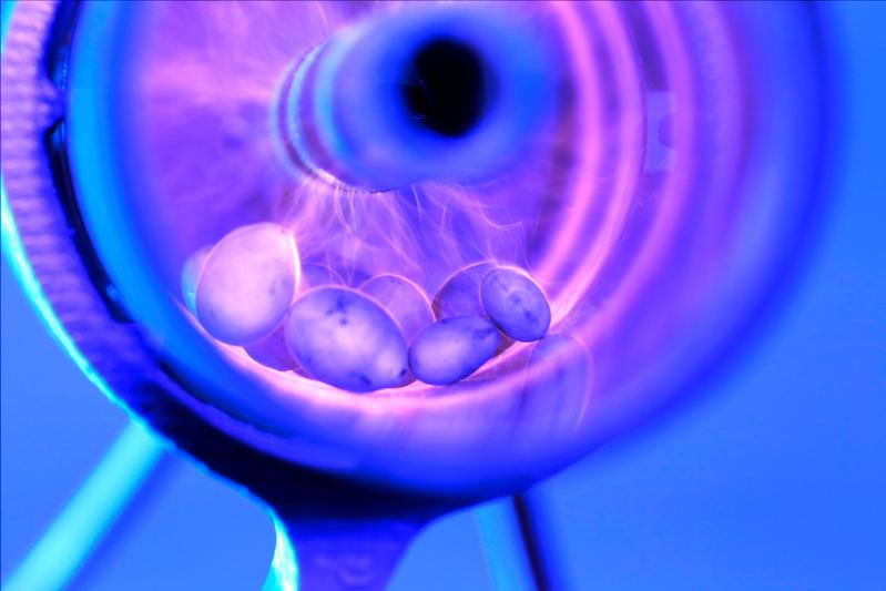 Lupinensamen während der Behandlung in einem Plasma-Reaktor. Die physikalische Methode reduziert samenbürtige Erreger und unterstützt eine nachhaltige Pflanzenproduktion.