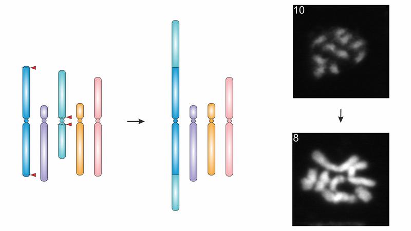 Forschende des KIT haben erstmals die Chromosomenzahl einer Pflanze verringert, indem sie zwei Chromosomen miteinander verschmolzen. (Abbildung: Michelle Rönspies, KIT)