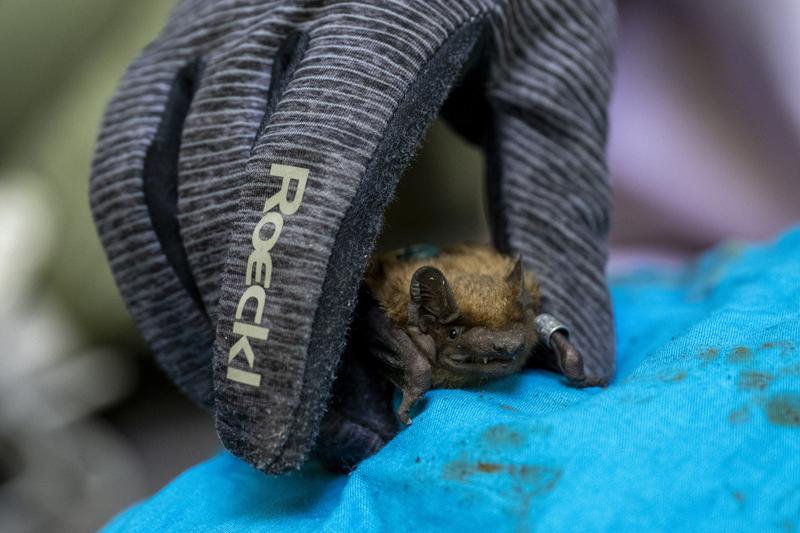 A common noctule (Nyctalus noctula) with a miniaturised transmitter