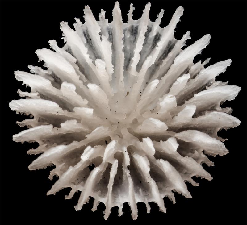 Deltocyathus zoemetallicus ist die erste hartschalige Koralle, die direkt auf den Mineralaggregaten lebt. Ihr Lebensraum ist unmittelbar vom Tiefseebergbau bedroht.