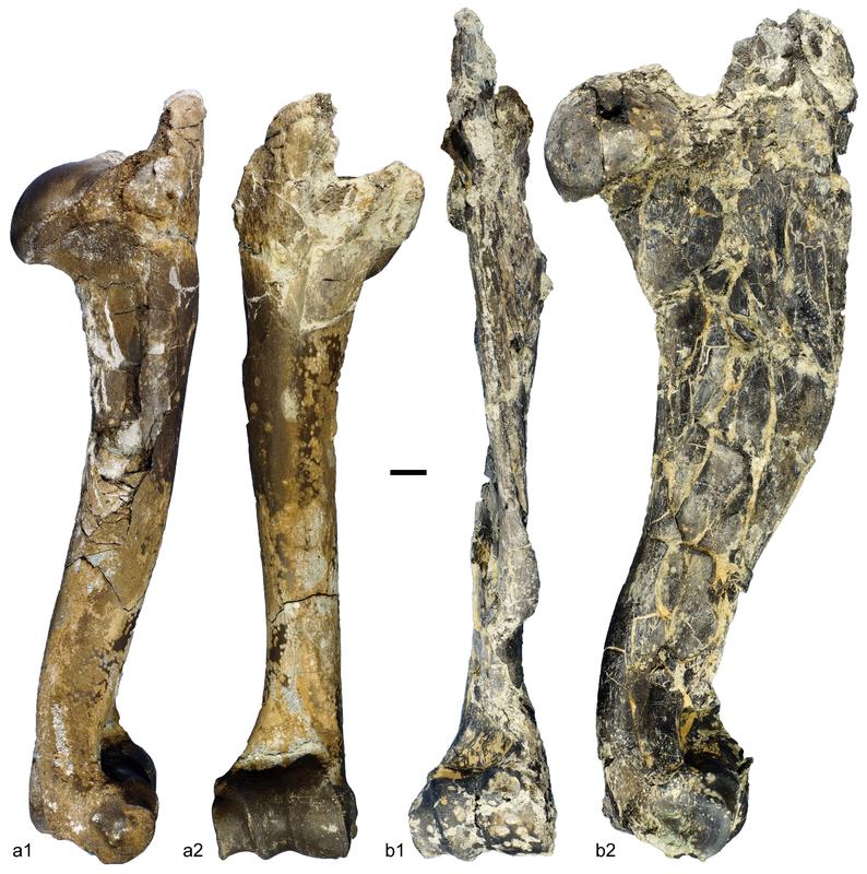 Oberarmknochen der Antilope Miotragocerus monacensis aus der Hammerschmiede. 