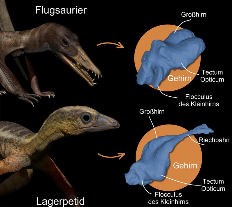 Künstlerische Rekonstruktionen eines Flugsauriers (oben) und eines Lagerpetiden (unten) aus der späten Trias vor 215 Millionen Jahren: Die Bilder rechts zeigen 3D-Rekonstruktionen ihrer Gehirne, die durch computertomografische Scans gewonnen wurden.