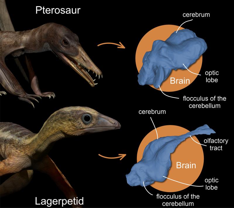Artist’s impression of a pterosaur (top) and a lagerpetid (bottom) from the late Triassic period approximately 215 million years ago: The images on the right show 3D recon-structions of their brains, created with the help of computer tomography scans.