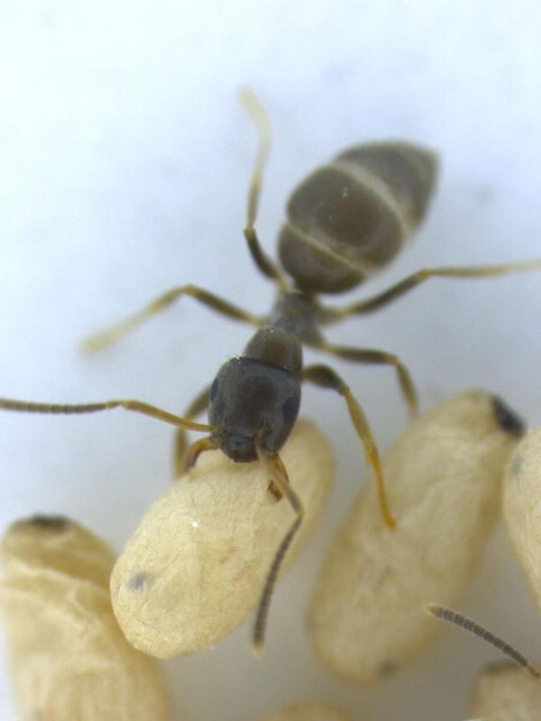 Worker ants and their pupae. 