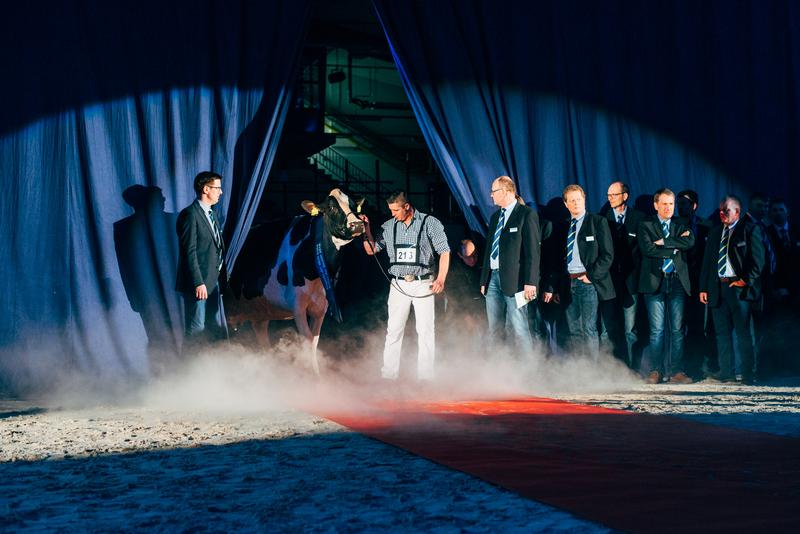 Prämierte Hochleistungskuh „Lady Gaga“ auf der 43. Schau der Besten im niedersächsischen Verden.