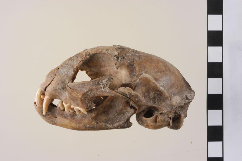 Schädel einer Katze aus der archäologischen Fundstätte von Mautern (Österreich). Die Analyse der alten DNA ergab, dass es sich um eine der frühesten Hauskatzen handelt, die vor etwa 2000 Jahren nach Europa gebracht wurden.
