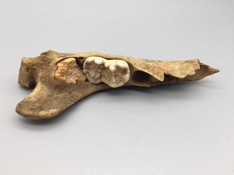 In this young cave bear, the third molar is just erupting, its size determined by the second tooth. Cave bears were herbivores and have second and third molars that are approximately the same size (Bavarian State Collection of Zoology)