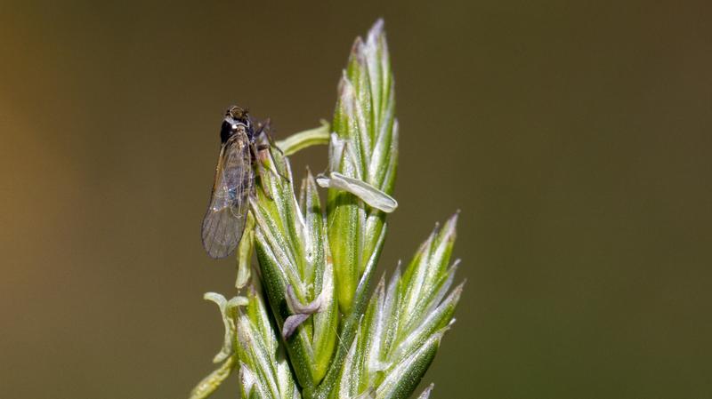 Die untersuchten Insekten unterschieden sich hinsichtlich ihrer Biomasse.
