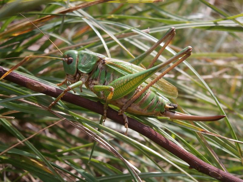 Seinen ungewöhnlichen Namen verdankt der Warzenbeißer dem alten Volksglauben, sein Biss könne gemeinsam mit seinem Verdauungssaft Warzen heilen. 