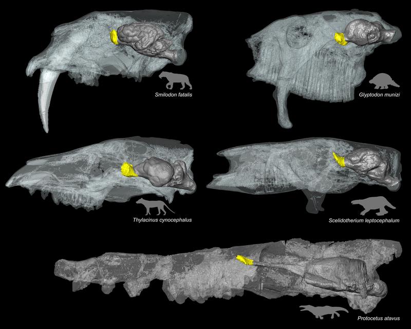 Differences in the endocast of the olfactory bulb in five iconic extinct mammals. The endocast of the olfactory bulb is shown in yellow, while the rest of the brain endocast is shown in dark grey. The skulls are not shown to scale.