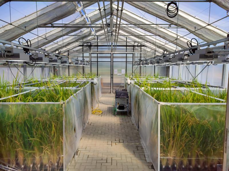 Ozonbegasungsversuch mit neu gezüchteten Reislinien in einem Gewächshaus der JLU.