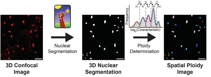 The iSPy pipeline at a glance to quantify nuclear ploidy. Confocal microscopy is performed with nuclear reporters and stains, nuclear segmentation with ilastik is conducted, and a machine learning method is used to classify the ploidy of each nucleus.