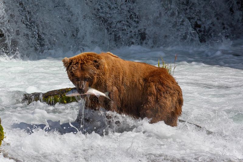 Braunbär mit gefangenem Lachs im Katmai Nationalpark, Alaska. 