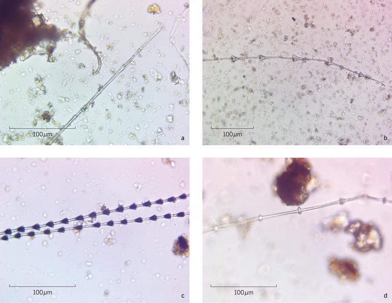 Feather fragments from Bad Dürrenberg: A) Unidentified barbule; B) waterfowl, probably goose (Anserinae) barbule with its diagnostic triangular nodes; C) songbird (Passeriformes) barbules; D) Galliformes-type barbule