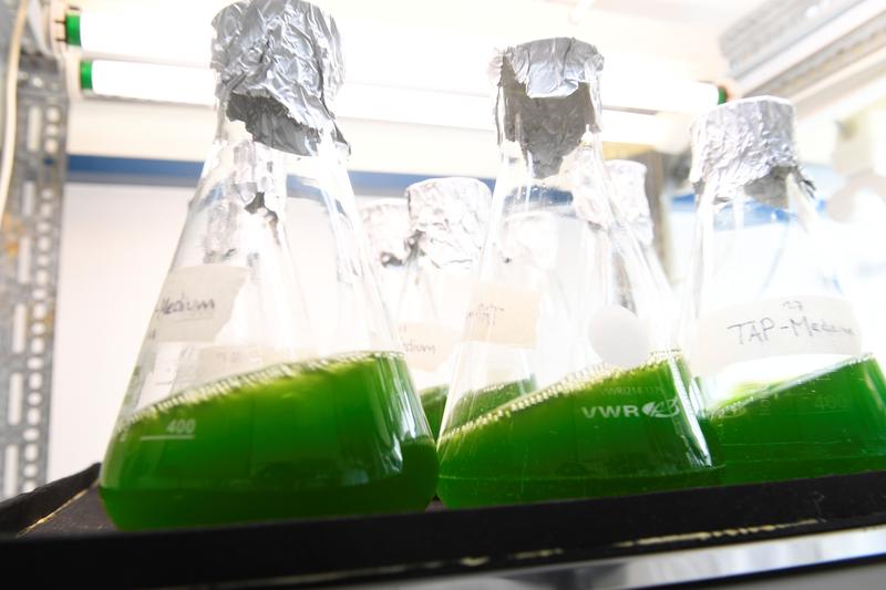 Es wird untersucht, wie sich Algenbiomasse vollständig in grünes Biogas umwandeln und die Gärreste anschließend als hochwertiger Dünger nutzen lassen.