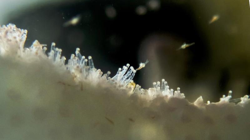  Heterotrophic feeding in the experiment: A bleached coral (Stylophora pistillata) takes up small found particles such as zooplankton directly from the water.