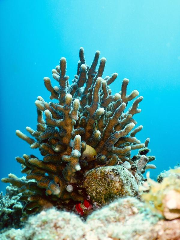 The reef-building stony coral Stylophora pistillata in a reef of Eilat in the Gulf of Aqaba, northern Red Sea.