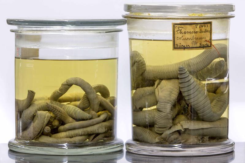 Annelid worms in the collection of the Museum of Nature Hamburg (Leibniz Institute for the Analysis of Biodiversity Change, LIB)