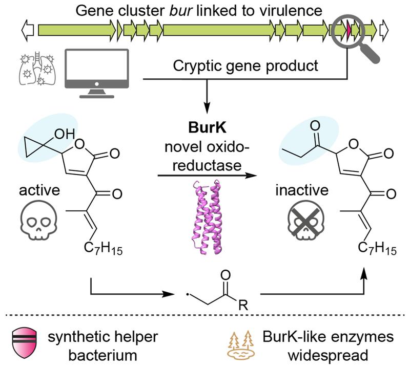 Schematic representation of the mechanism of action of the enzyme BurK: The enzyme cleaves a highly reactive chemical structure in the bacterial toxin malleicyprol, thereby rendering it harmless. The pathogenic effect of Burkholderia is thus reduced.