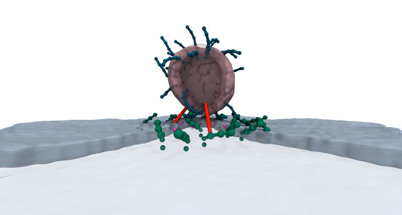 So nähert sich ein Neurotransmitter-gefülltes Vesikel der Zellmembran (Simulation) [vollständige BU im Haupttext]