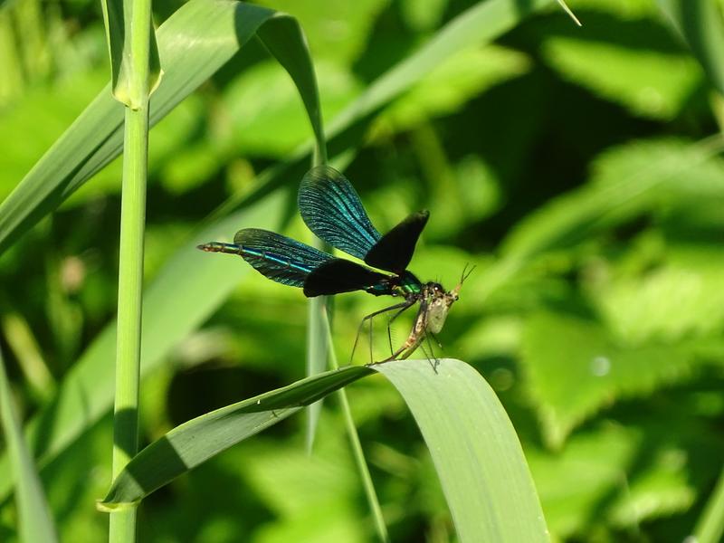 Die Forschenden untersuchten, wie sich Vielfalt und Zusammensetzung von Flusslebewesen wie der Gemeinen Prachtlibelle (Calopteryx virgo) in geschützten und ungeschützten Gebieten über die letzten Jahrzehnte entwickelt hat. 