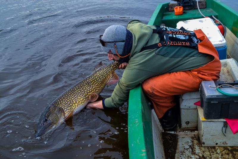 Ein großer Hecht wird von einem Angler vorsichtig zurückgesetzt.