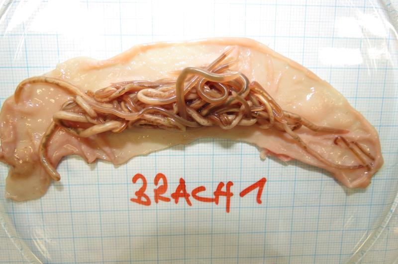 Necropsy in the laboratory reveals how heavily the intestine of a single raccoon is infested with Baylisascaris procyonis.