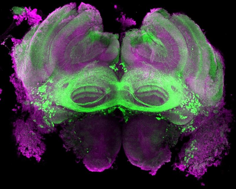 Mikroskopblick ins Drohnengehirn (violett): grün markiert sind die Neuronen, die zum Fru-Schaltkreis gehören und die das Verhalten bei der Futteraufnahme der Tiere steuern. 