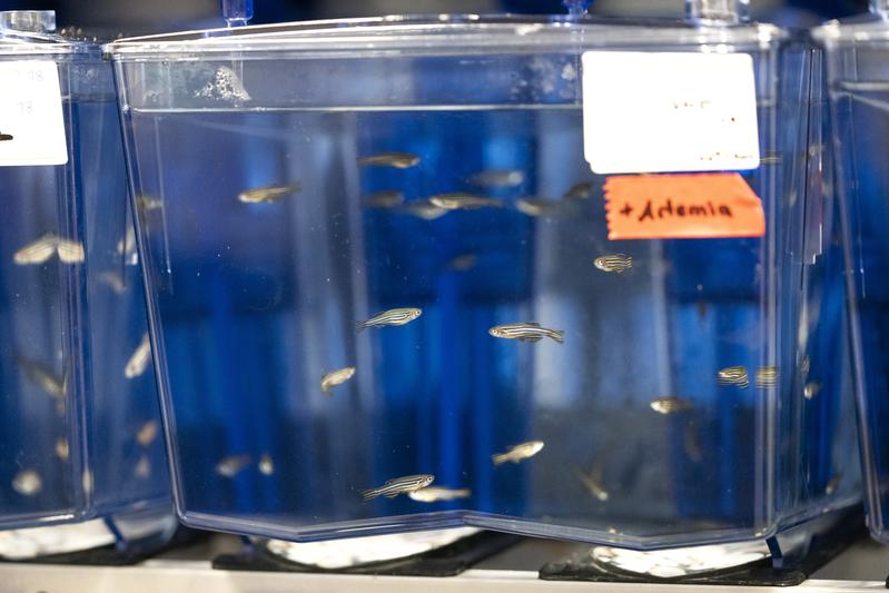Zebrafish. Humans and zebrafish are more alike than one might think, especially when it comes to embryonic development. In science, zebrafish (Danio rerio) often reveal principles that apply much more broadly.