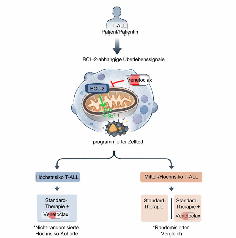 Darstellung: Biologische Rationale und Risiko-adaptiertes Studiendesign von "Venetoclax in T-ALL"