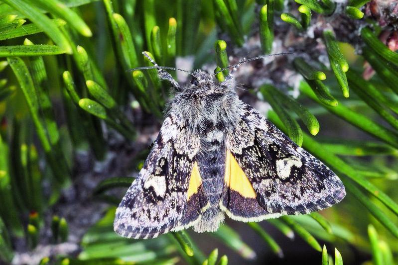 Die Moor-Bunteule (Coranarta cordigera) ist sehr selten, tagaktiv und kommt nur auf Hochmooren vor. 