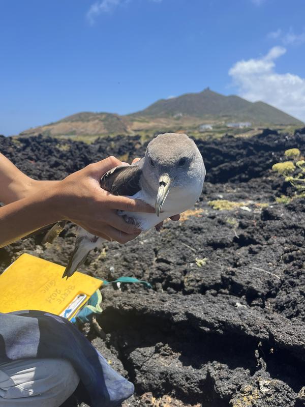 The team sampled breeding adults over two seasons on Linosa measuring mercury, PFAS and mitochondrial function.